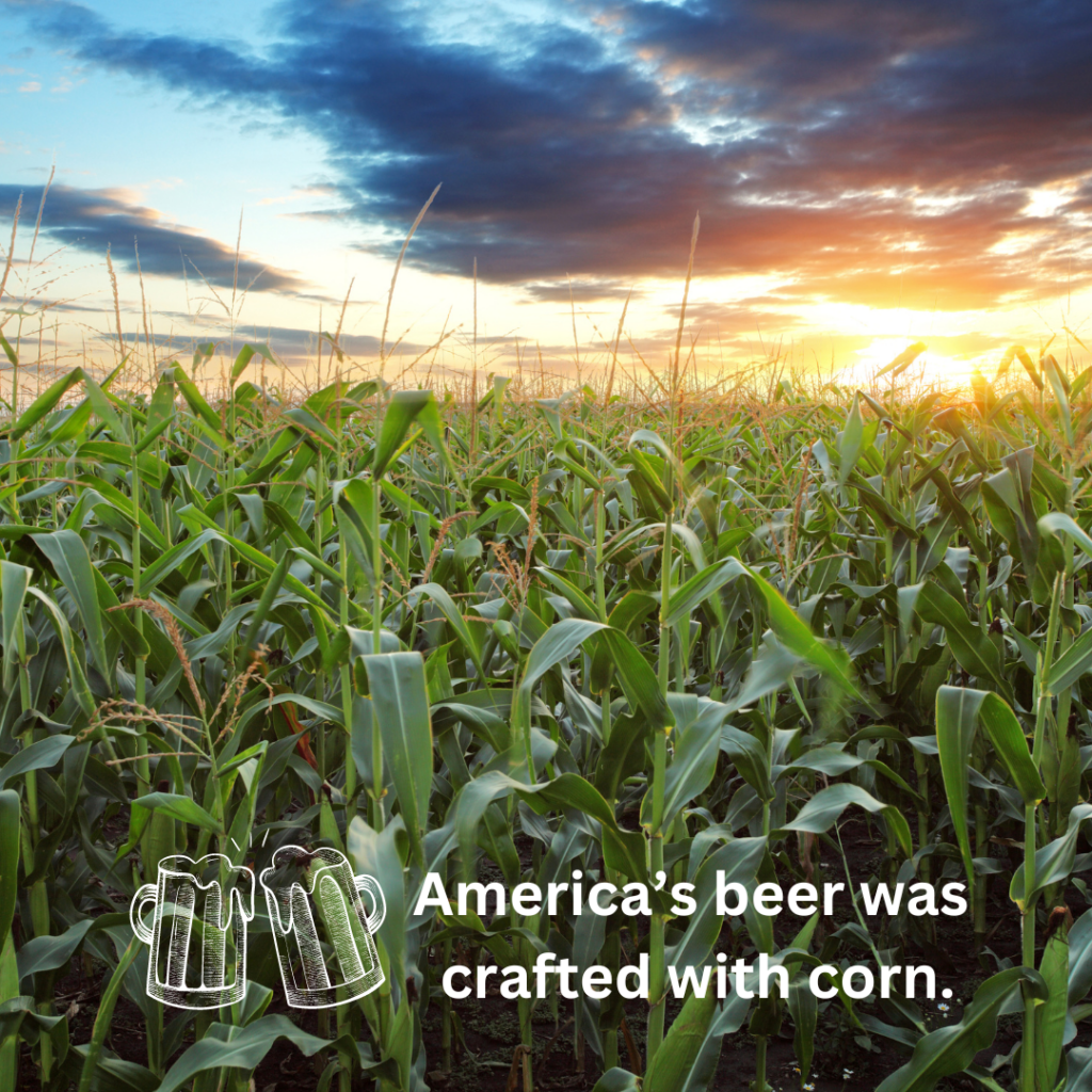 A picture of a field of corn for the Kentucky Common Perfect Brewing Supply Blog