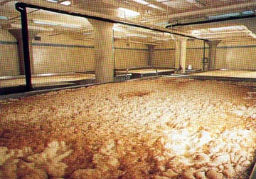 Image of a Coolship at Anchor Brewing for fermentation of a California Common Beer. Image courtesy of https://thomas.cizauskas.net/Anchor_Brewing_tour2.html